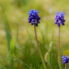 auf der grünen Wiese