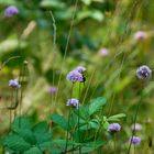 auf der grünen Wiese -