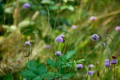 auf der grünen Wiese -