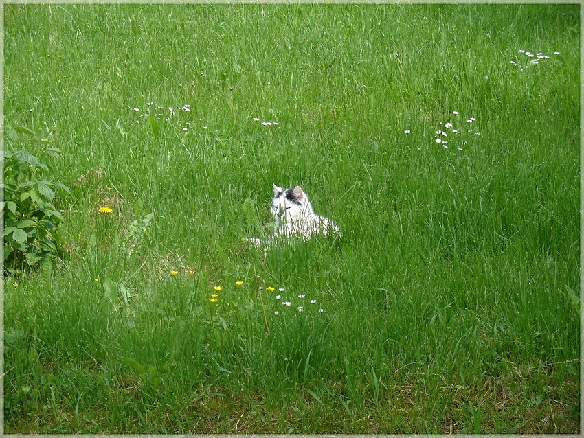 Auf der grünen Wiese