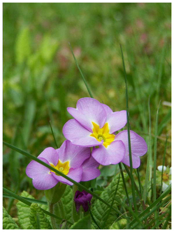 Auf der grünen Wiese