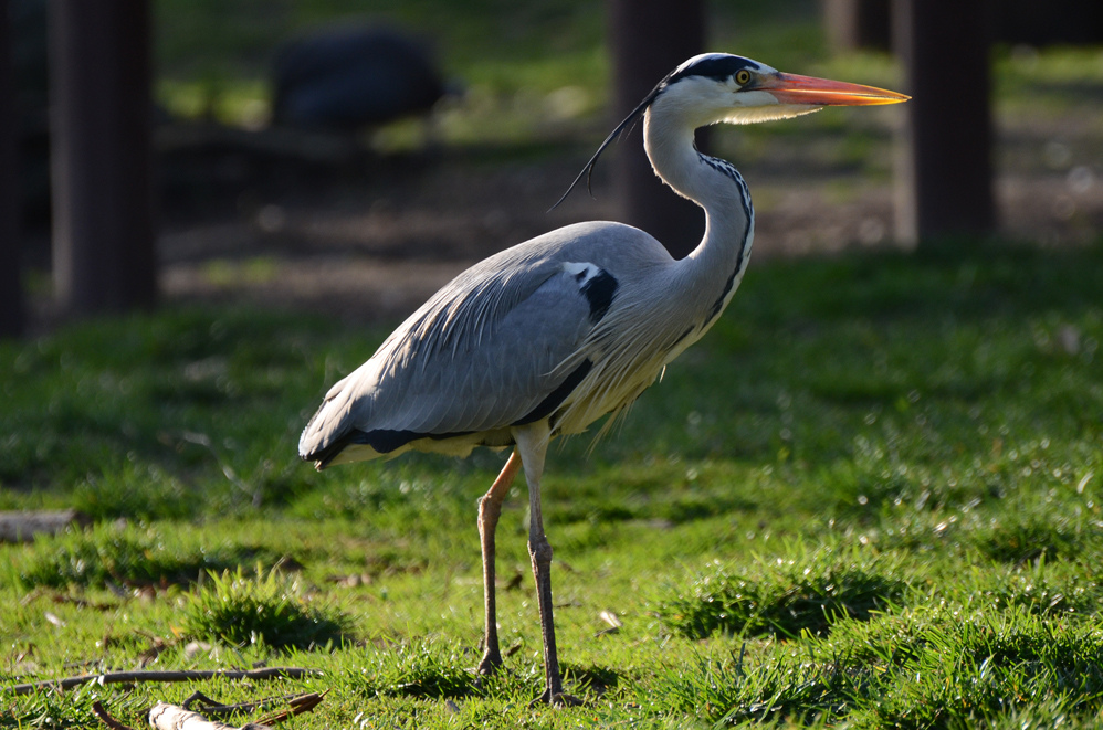 Auf der grünen Wiese...