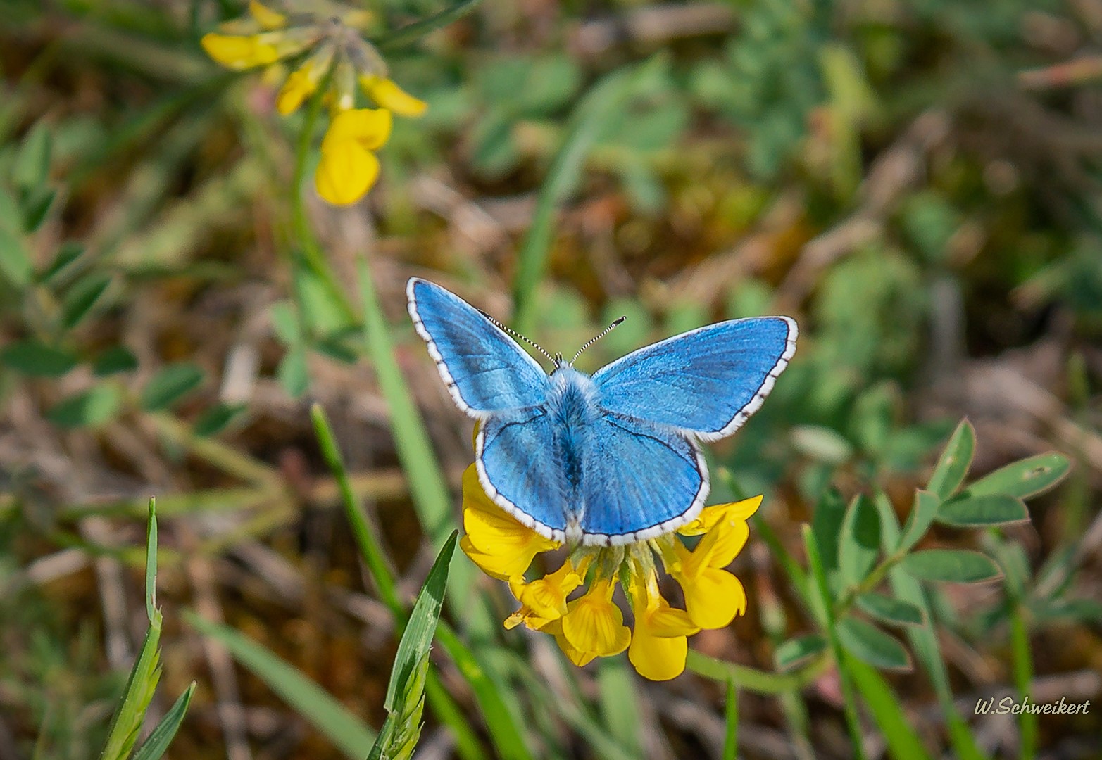 Auf der grünen Wiese 