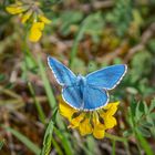 Auf der grünen Wiese 