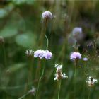 auf der grünen Wiese