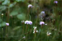 auf der grünen Wiese