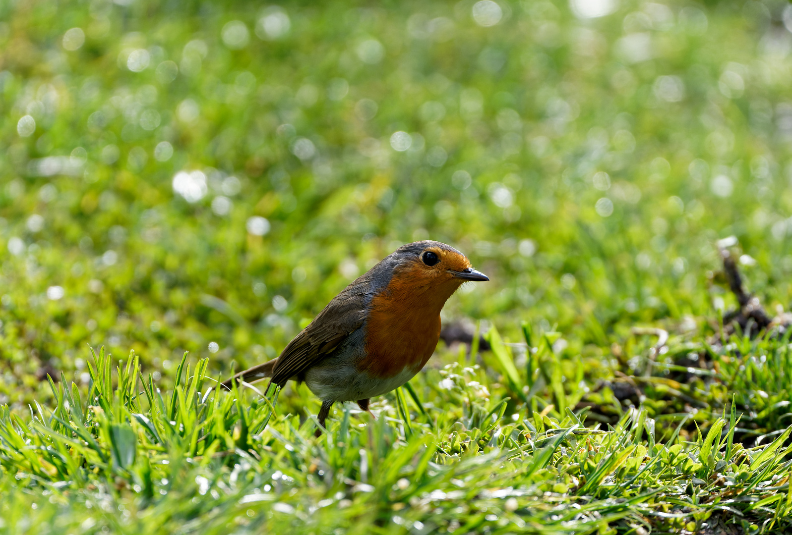 Auf der grünen Wiese