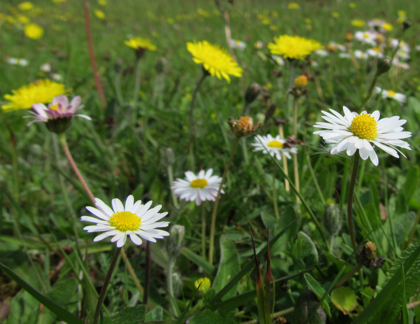 auf der grünen Wiese 