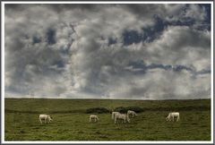 Auf der grünen Wiese