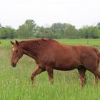 auf der grünen Wiese 