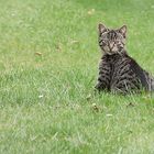 Auf der grünen Wiese.....