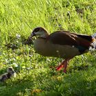 Auf der grünen Wiese