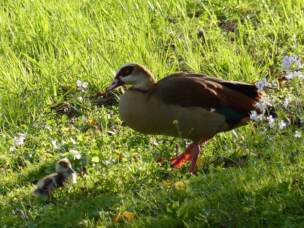 Auf der grünen Wiese