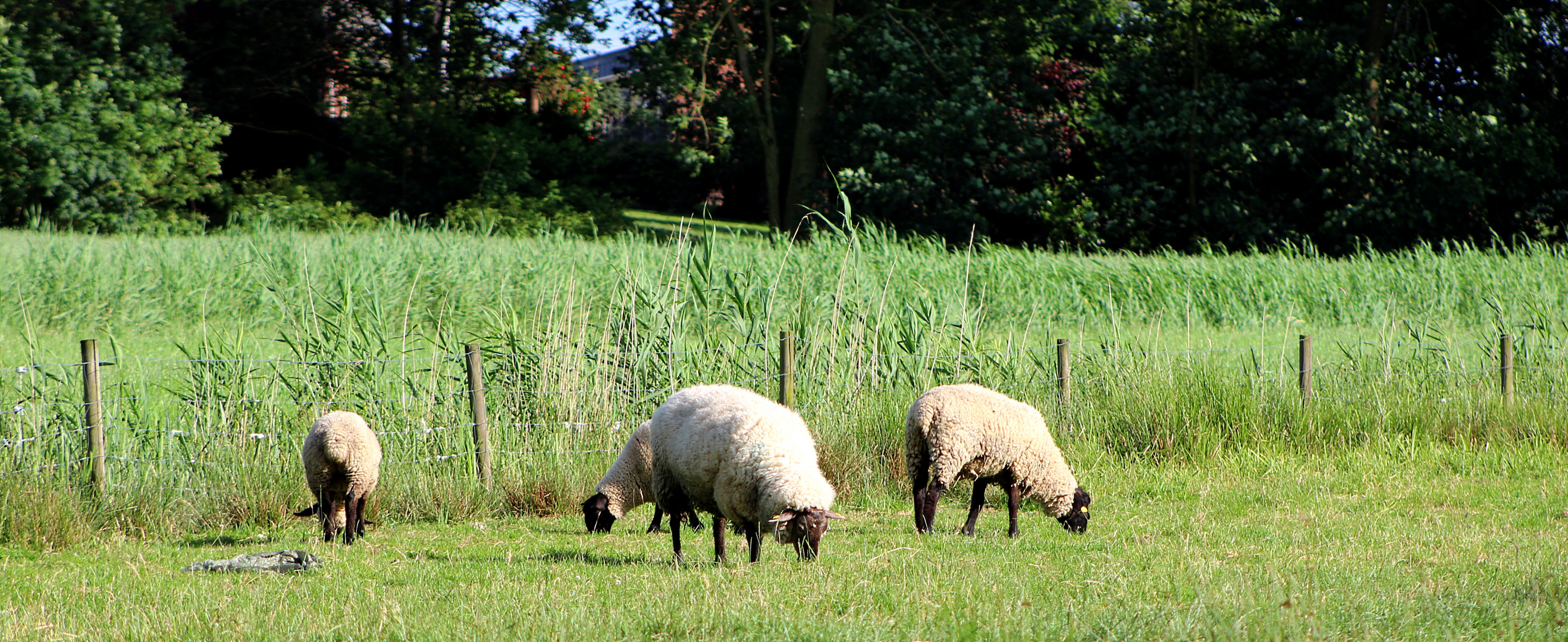 auf der grünen Wiese 