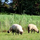 auf der grünen Wiese 