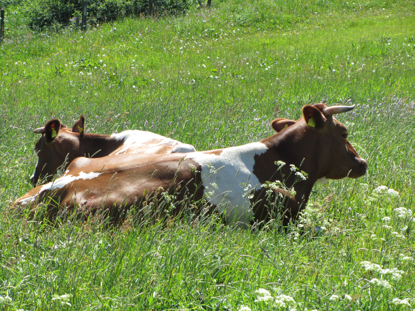 Auf der grünen Wiese