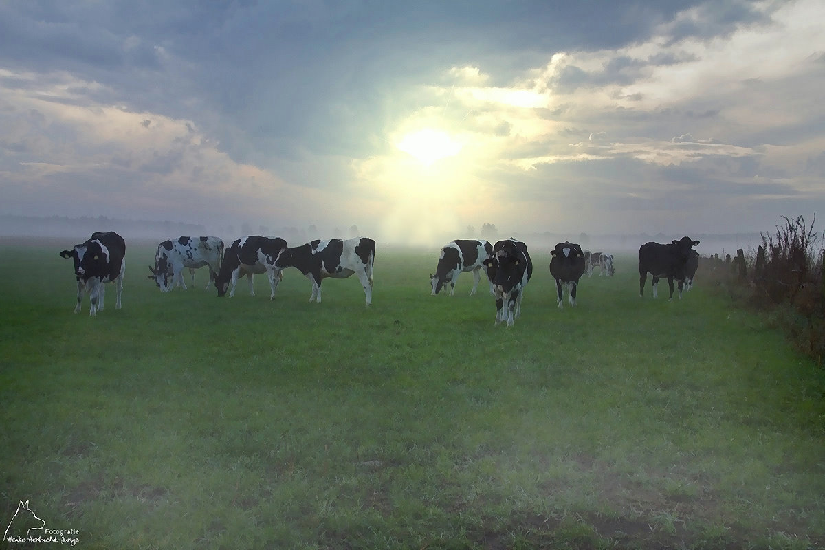 Auf der grünen Wiese