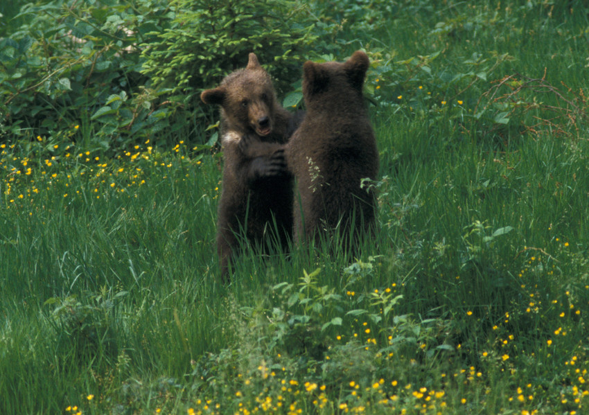 Auf der grünen Wiese ham sie sich gehaun