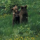 Auf der grünen Wiese ham sie sich gehaun