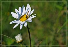 auf der grünen Wiese... III