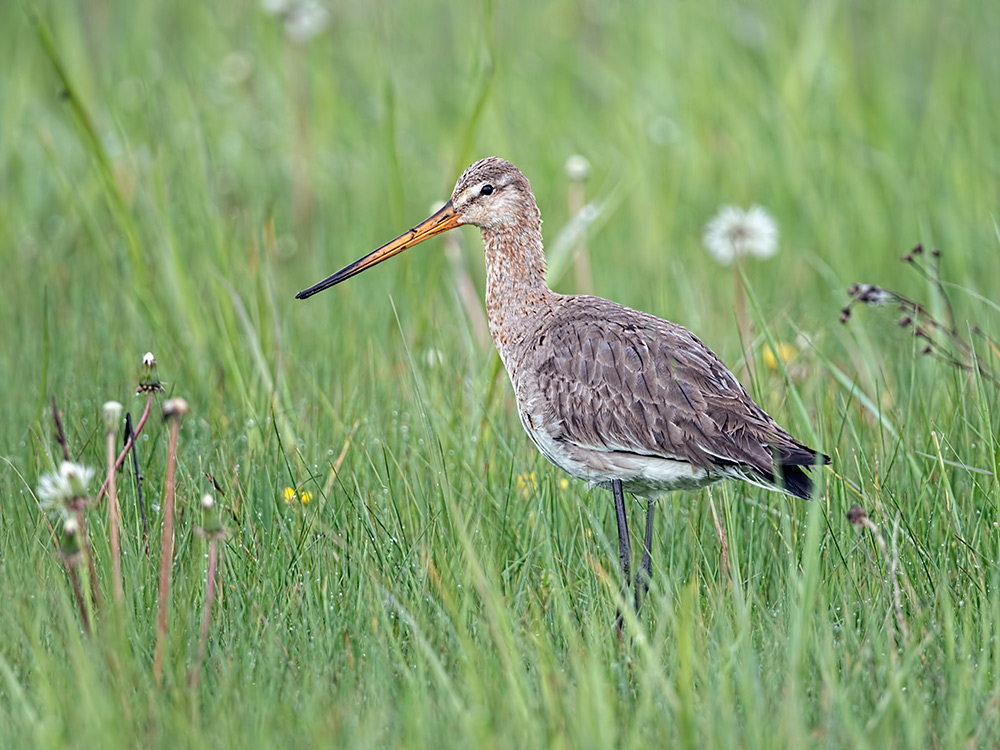 Auf der grünen Wiese... (Uferschnepfe)