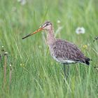 Auf der grünen Wiese... (Uferschnepfe)