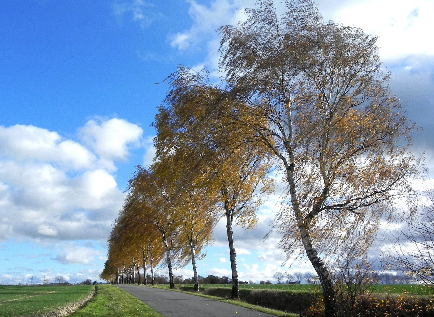 auf der Haar