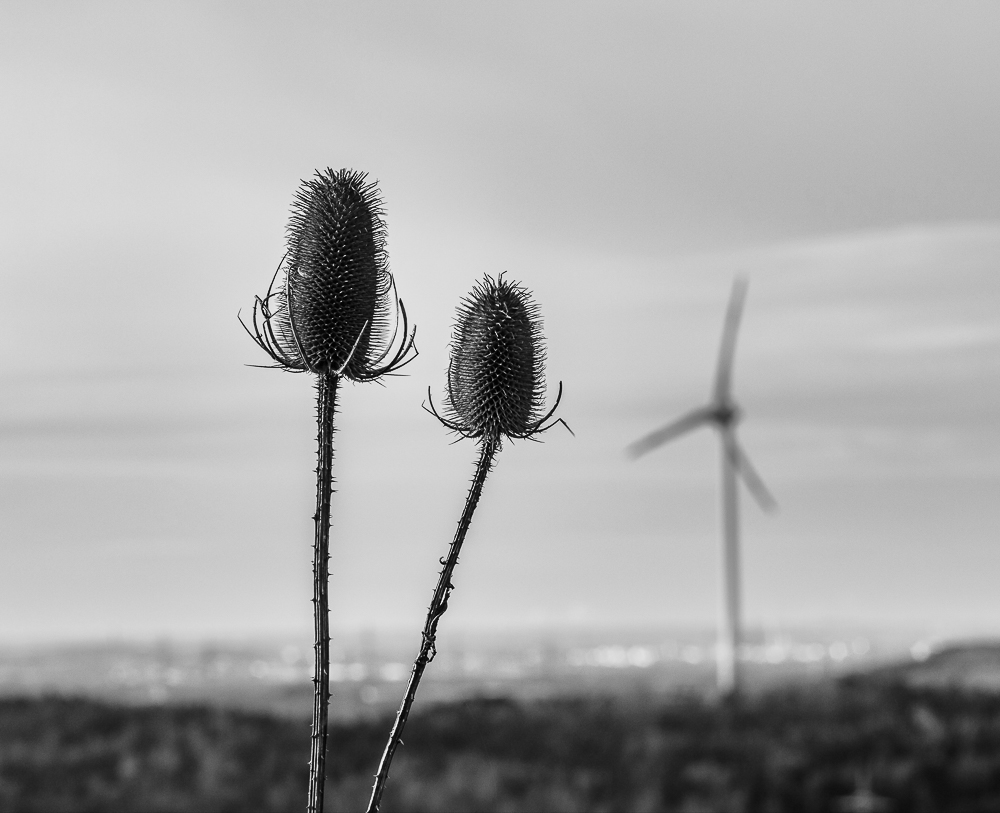 auf der Halde Hoheward