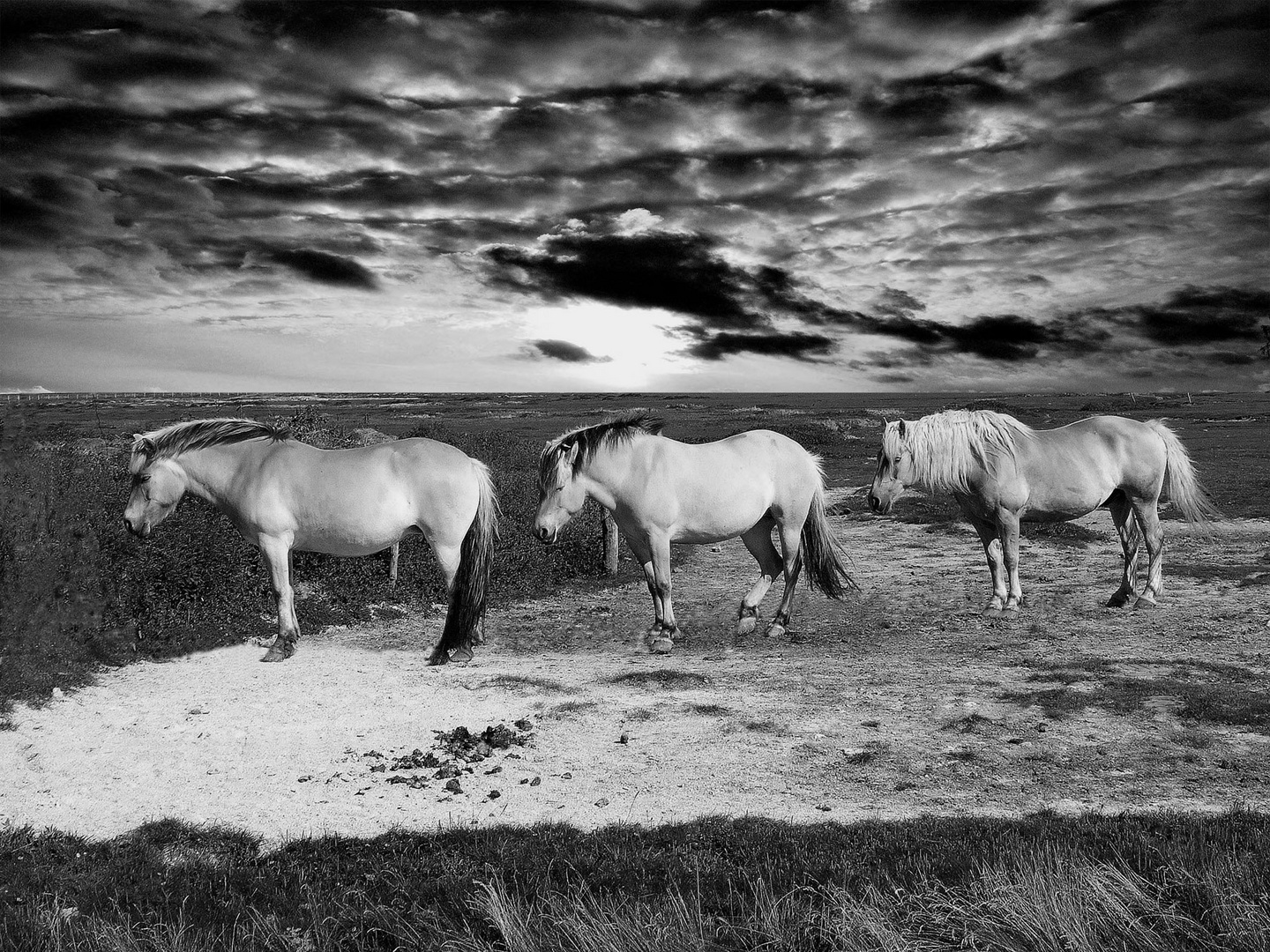 Auf der Hallig