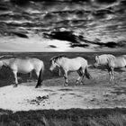 Auf der Hallig