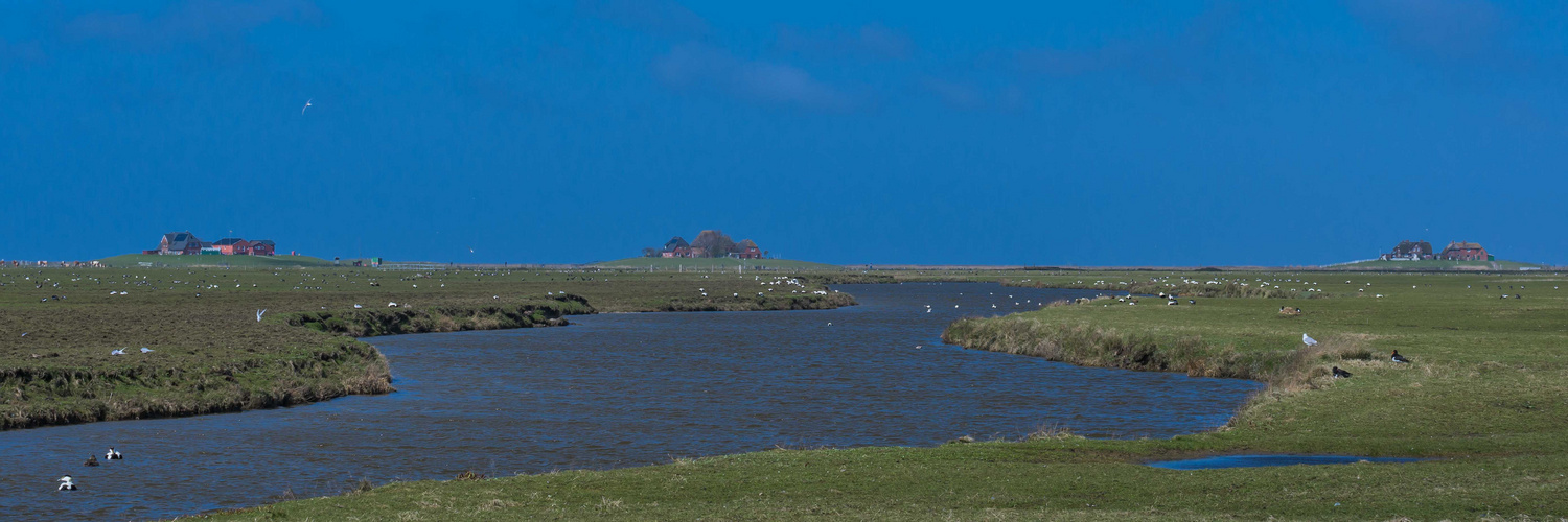 Auf der Hallig