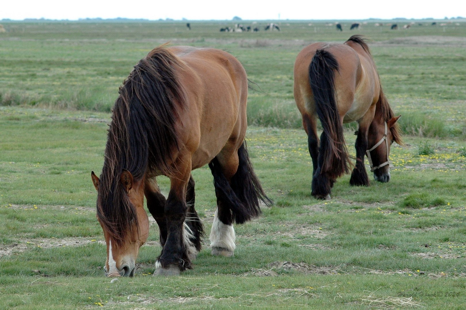 auf der Hallig Hooge..