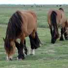 auf der Hallig Hooge..