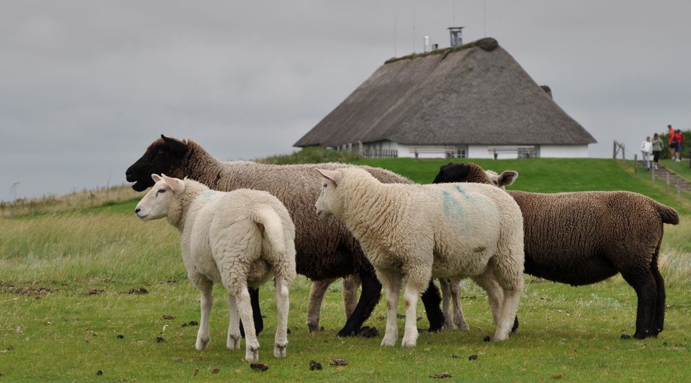 Auf der Hamburger Hallig