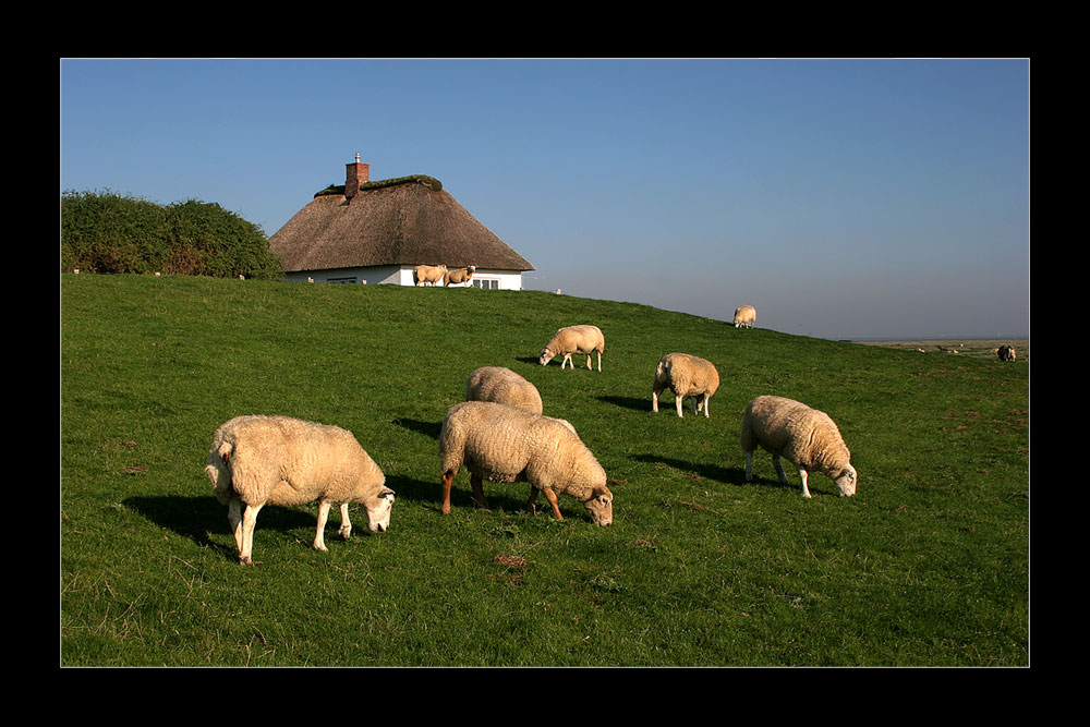 Auf der Hamburger Hallig