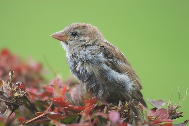 Auf der Hecke