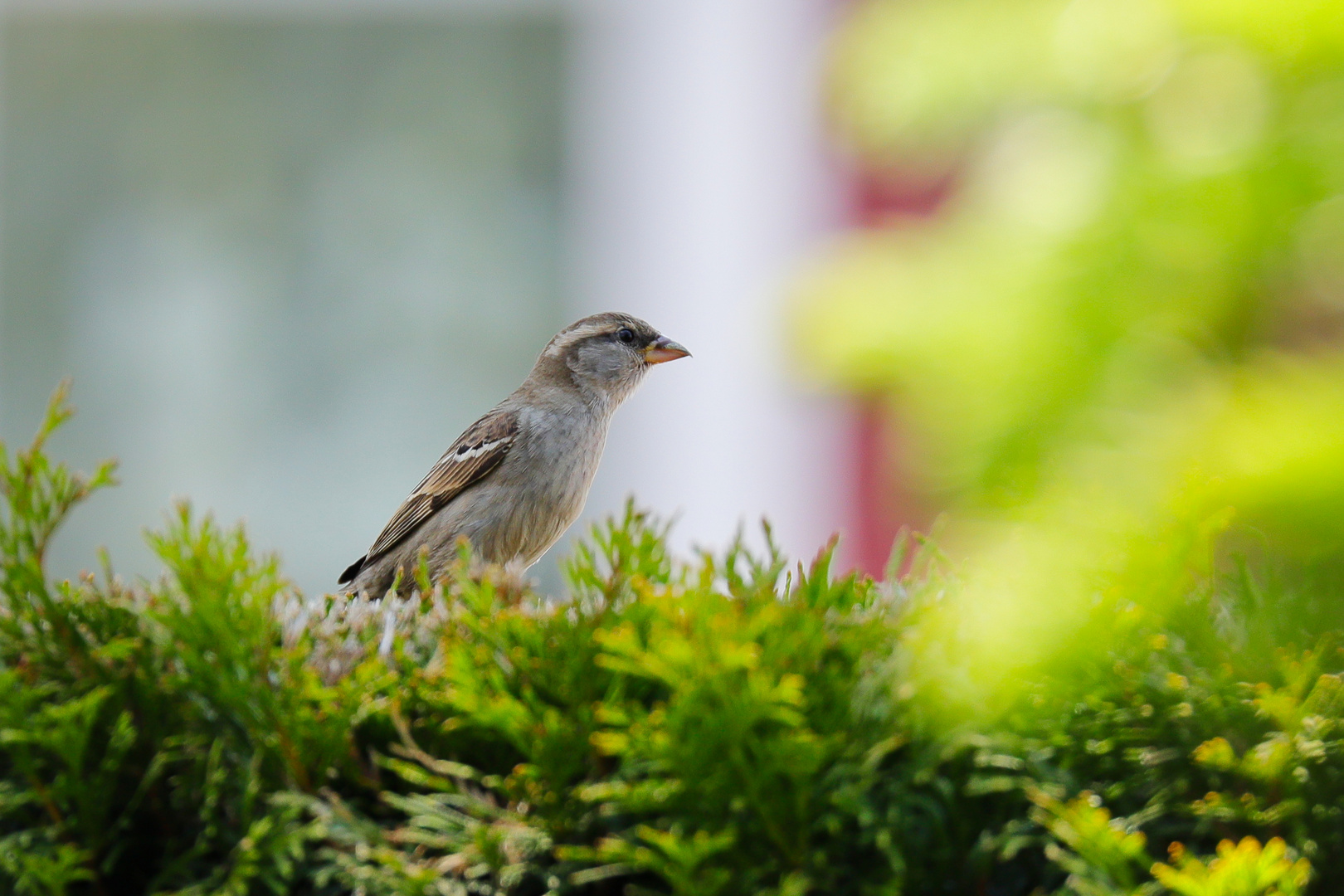 Auf der Hecke