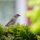 Auf der Hecke