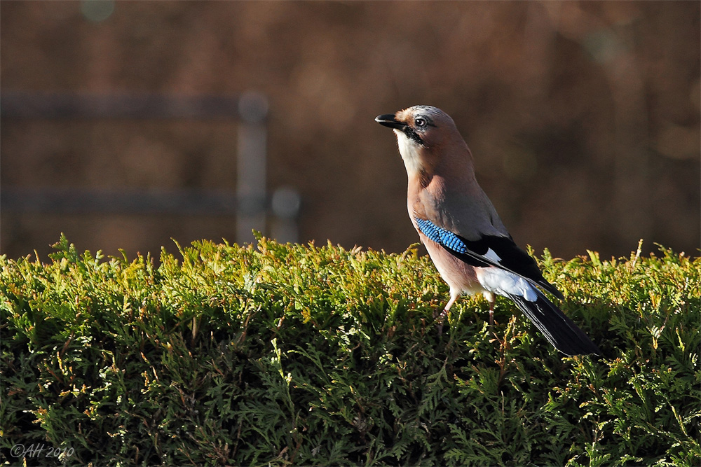 Auf der Hecke