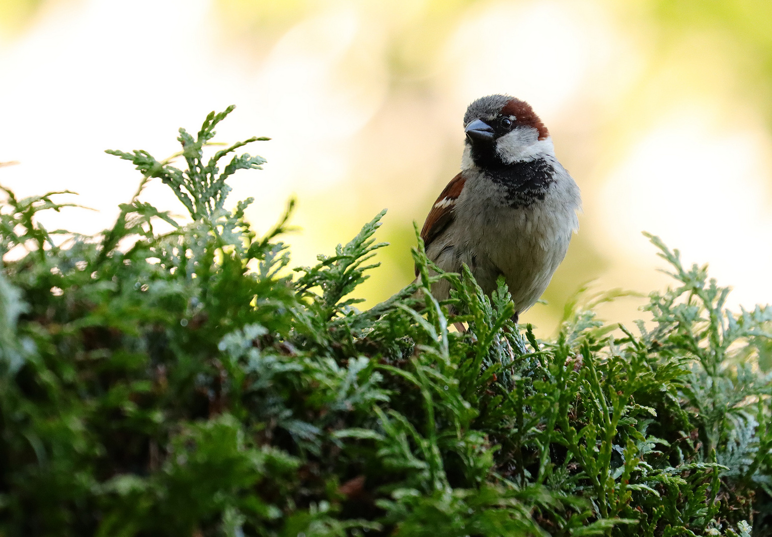 Auf der Hecke im Garten....