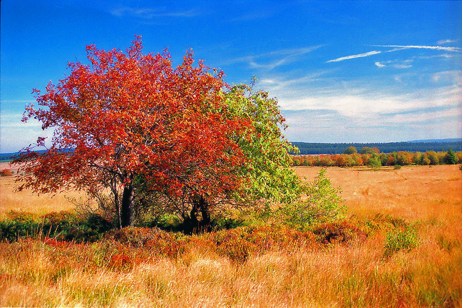 Auf der Heide