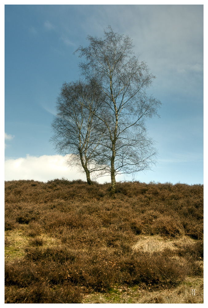 Auf der heide ..