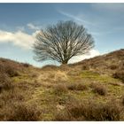 Auf der Heide.