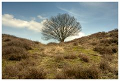 Auf der Heide.