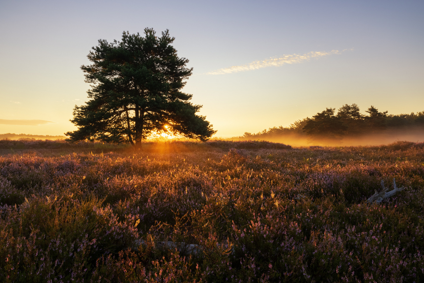 Auf der Heide