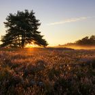 Auf der Heide