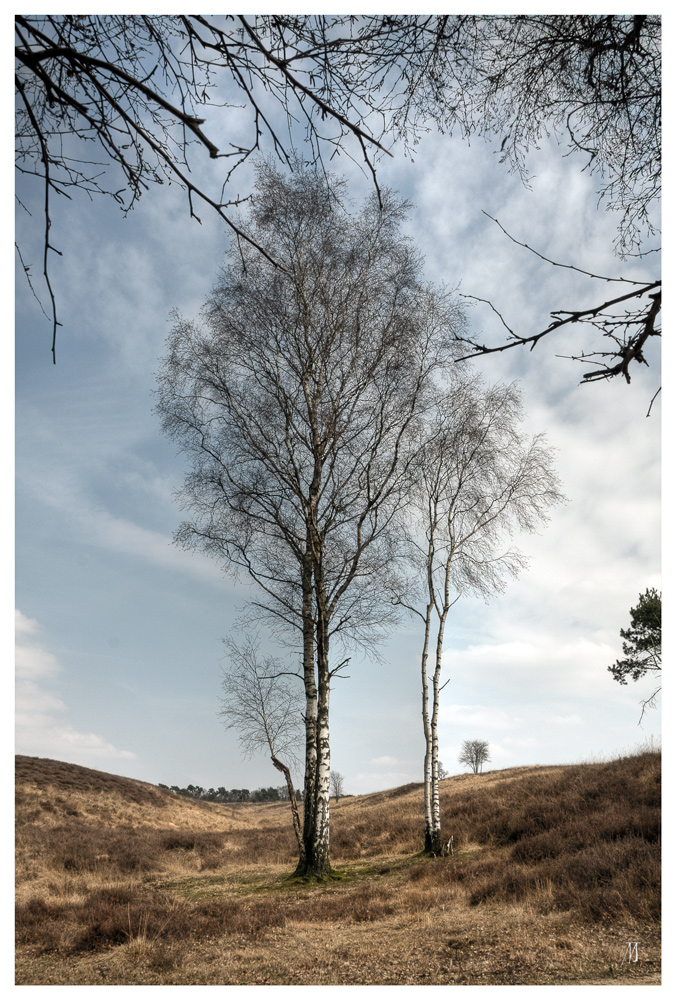 Auf der Heide .....