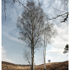 Auf der Heide .....