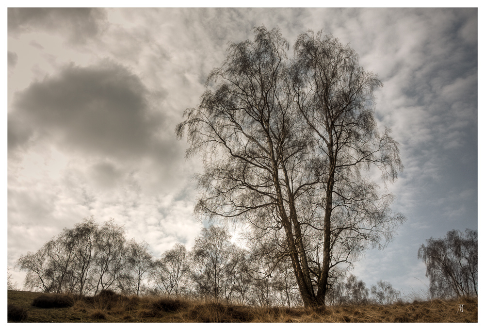 Auf der Heide ....