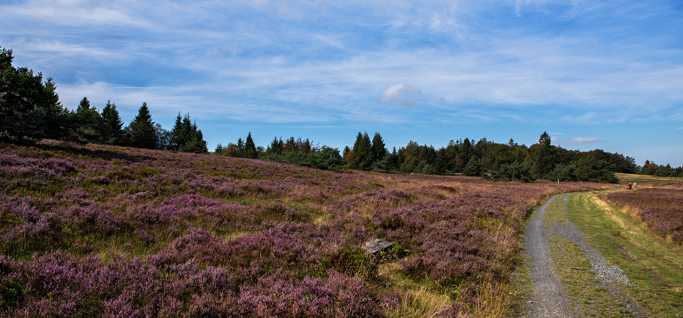 Auf der Heide blüht ein kleines Blümelein und....